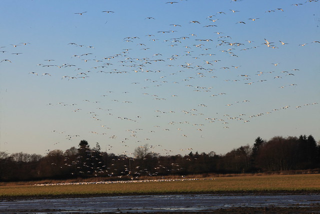 Migratory Birds, Delta BC Canada