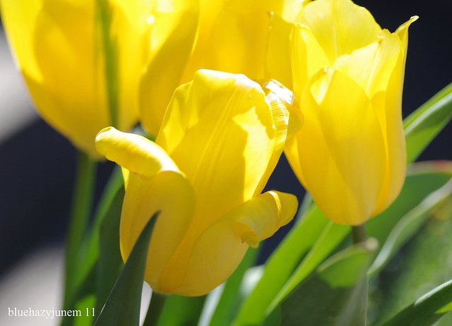 Under the Sun ~ Tulips #10 ~