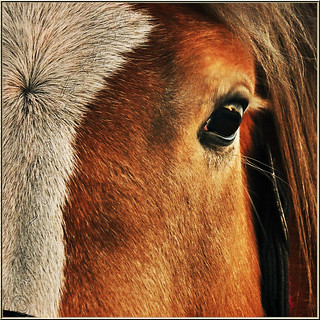Im Blick des Pferdes. In View of the Horse.