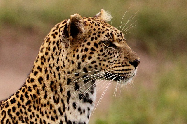 Leopard  (Panthera pardus)