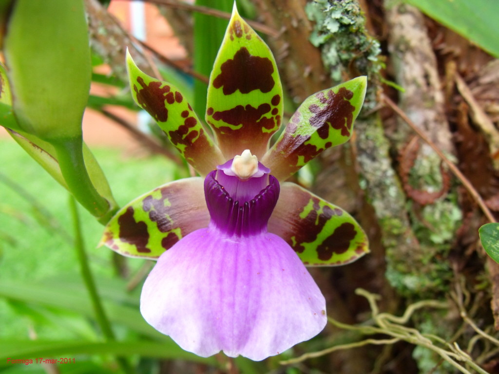 Orquidea da Mata Atlântica | Orquidea da Mata Atlântica | Flickr