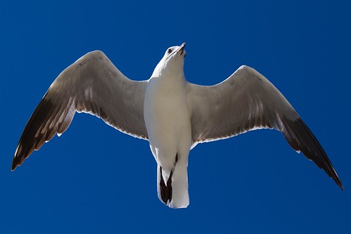 nature birds seagull australia westernaustralia mewa avianphotography birdperfect