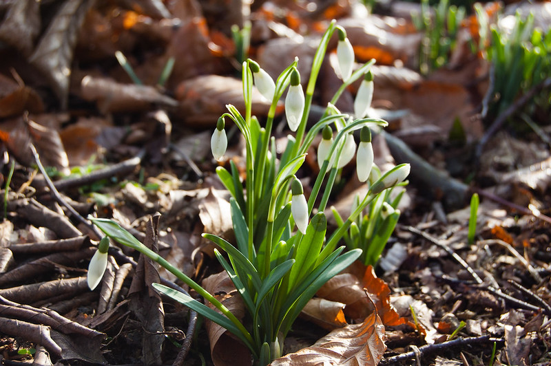 Snowdrops