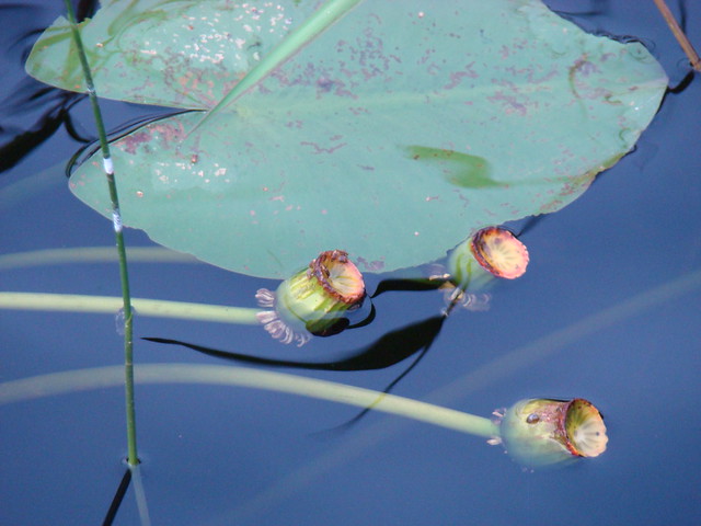 YELLOW POND LILY  /  SPATTERDOCK  /  COW LILY  #1