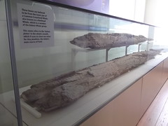 Whale bones at Valence House Museum