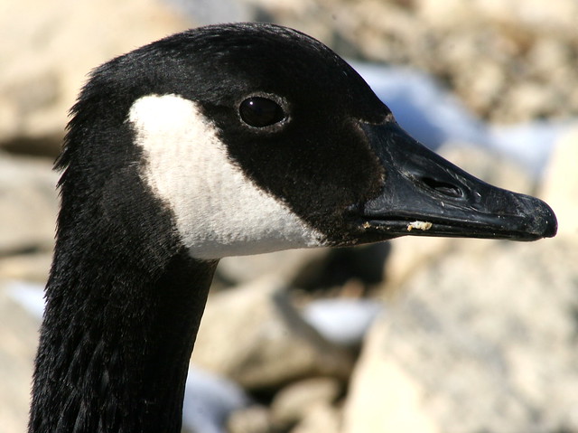 Waterfowl in Winter: The head of a Canadian Goose