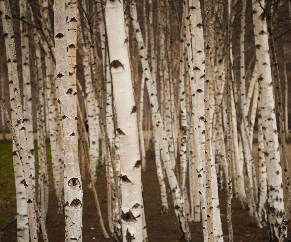The grove of the dancing birches. Как из обычной березы сделать декоративную. Japan s Birch/Birch. Birch Rod. Loye Tohie you Ереза.