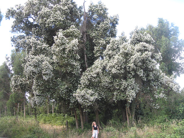 Ulmo Tree, Frutillar Bajo Chile