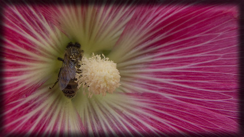 red flower photoshop bee pollen