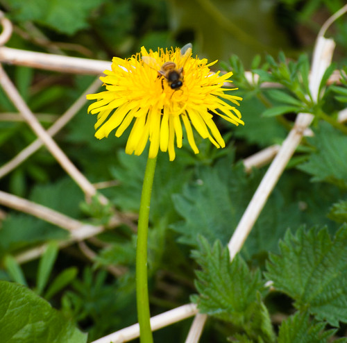 Dandelion flower with a honey bee