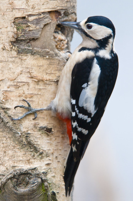 Great Spotted Woodpecker (Dendrocopos Major) Female on a Wooden Post at Potteric Carr