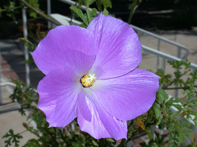 Clematis Flower - C95-1-31-11_3577