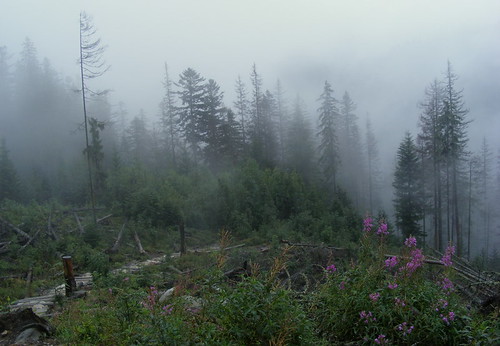 Fog in Tatra mountains | by halina-anna