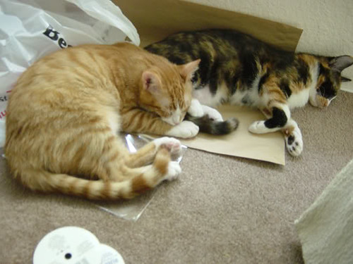 homekitties
