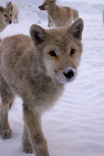 Baby Wolves in Alert II | by aT0Mx