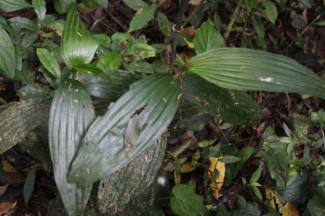 Corymborkis flava no habitat - 2