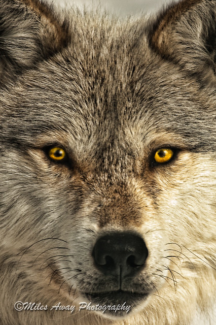Wolf Portrait