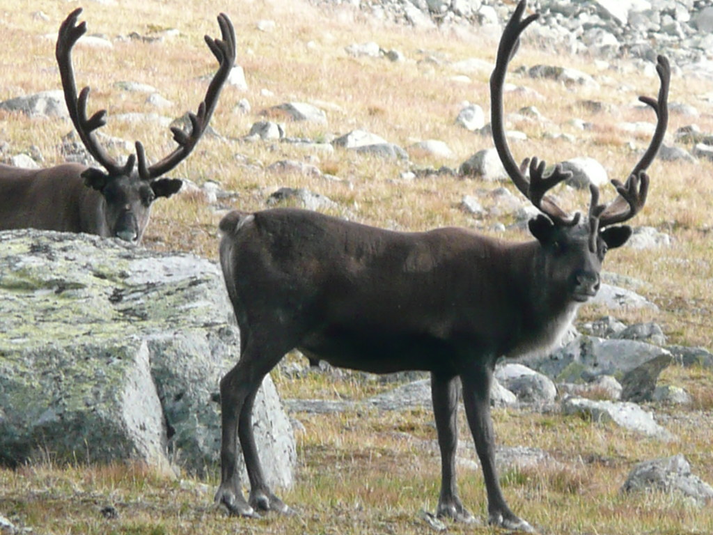 reindeer in Sarek National Park, Sweden | animal life in Swe… | Flickr