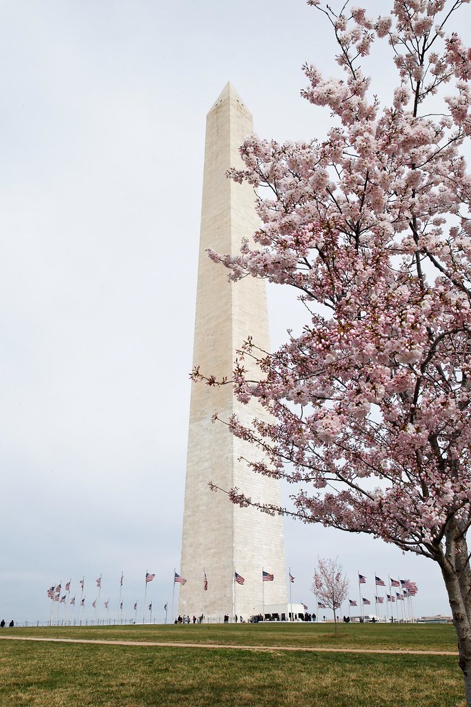 Washington Monument with blossoms in front.