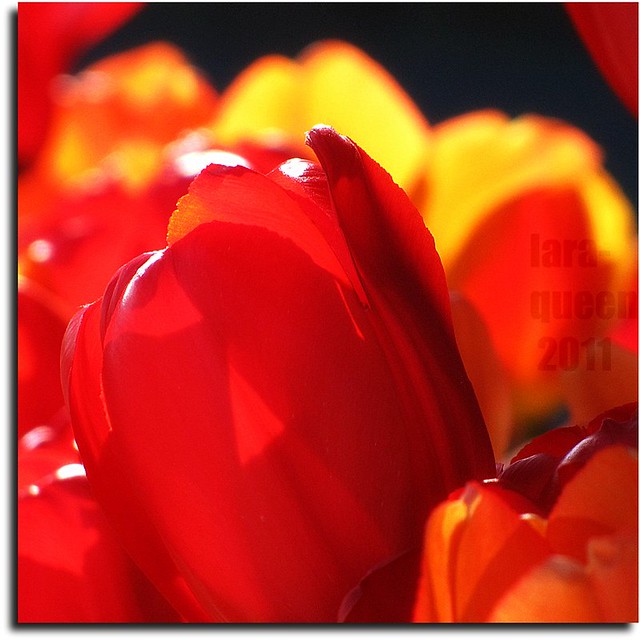 Masse de tulipes