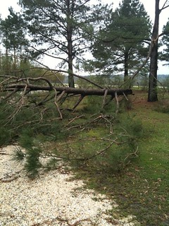 Downed Pine Tree Top