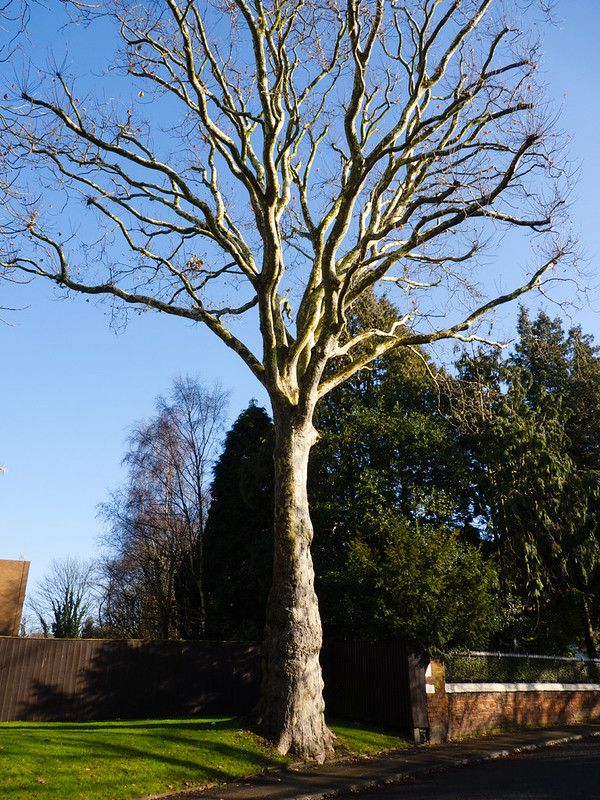 Plane tree in winter