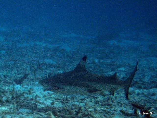 Blacktip reef shark - Maldives