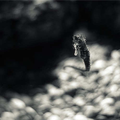Seahorse. by willycoolpics.