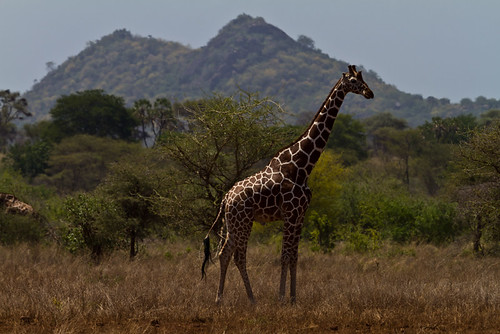 africa geography giraffacamelopardalis giraffareticulata giraffe kameelperd kenya merunationalpark reticulatedgiraffe somaligiraffe animal bovid bovidae clovenhoofed mammals ruminantmammals