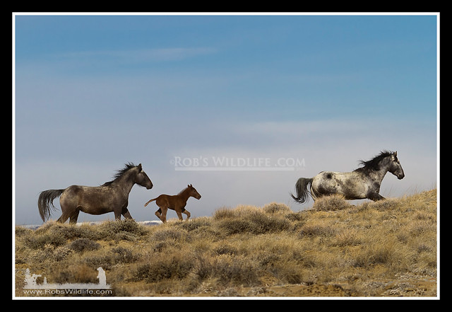 Wyoming Wild Horses-9433-W.jpg