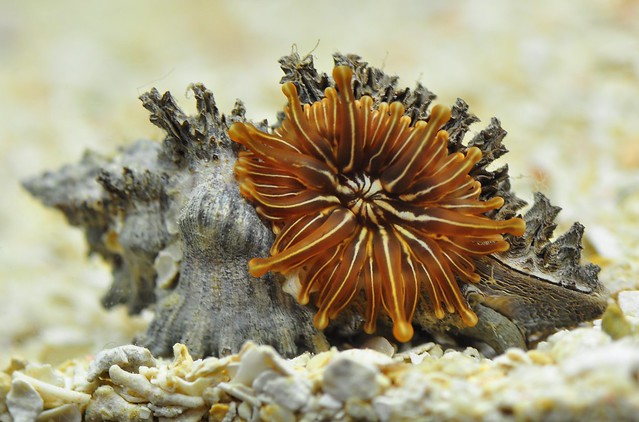 Anemone in shell