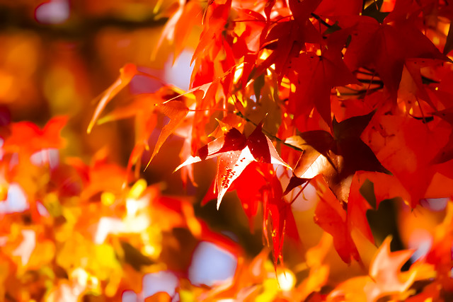 紅葉 Autumn Leaves