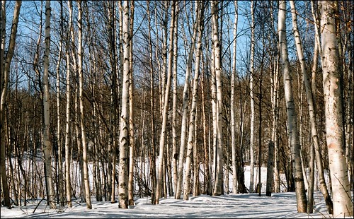 winter canada pentax 35mmfilm alberta icc birchtrees parklandcounty chickakoolake somewhatnorth