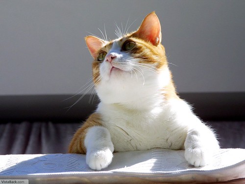 Ucing | by otoy08