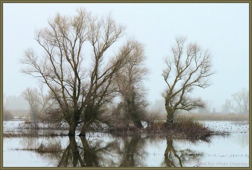 winter water reflections wildlife gray foggy ducks migration reflexions tress sanctuary refuge wintering