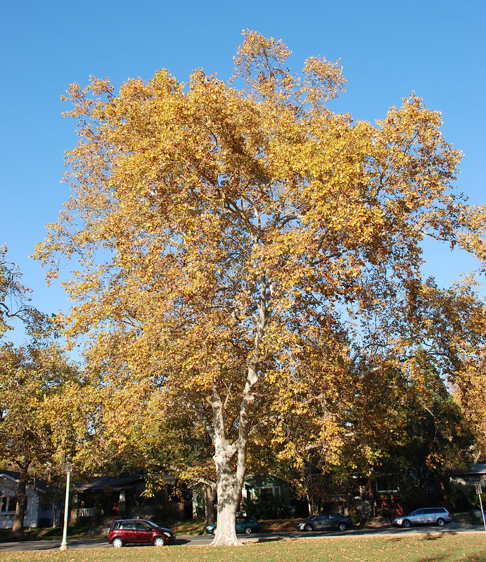 Platanus | Flickr