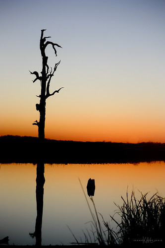 sunset lake reflection tree reed water grass dead texas shore stump twisted deadhead lakelimestone