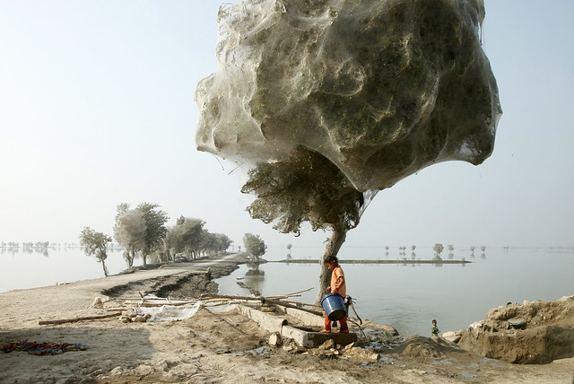 Trees cocooned in spiders webs after flooding in Sindh, Pakistan