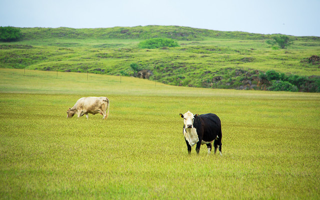 Inquisitive Hawaiian Cow