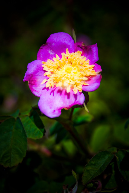 Wild Rose from Haida Gwaii #8649-3
