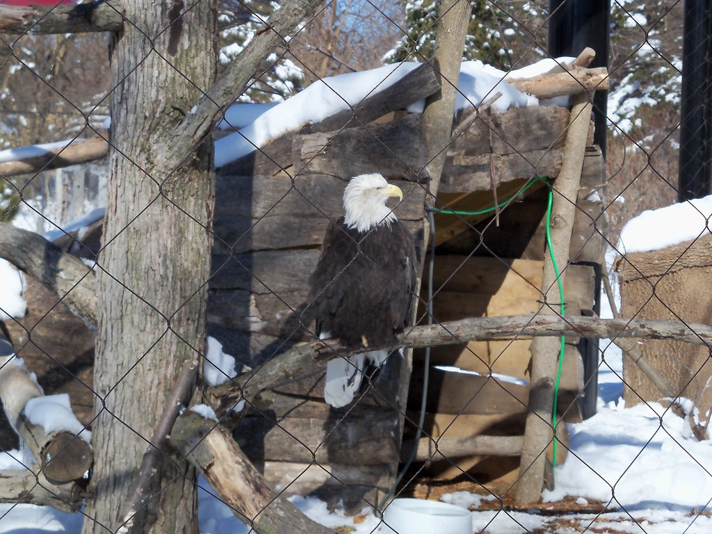 Cold Eagle | One of the two bald eagles. | BunnyHugger | Flickr