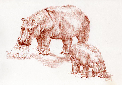 hippos | by sketching birds
