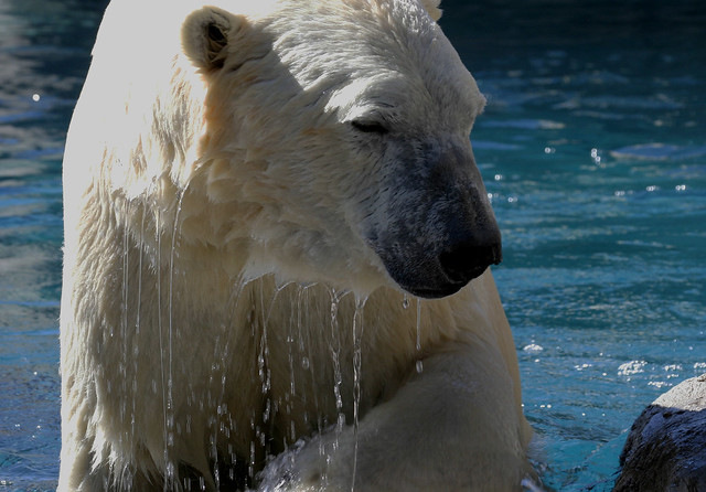 Polar Bear; Rio Grande Zoo, Albuquerque, NM [Lou Feltz]