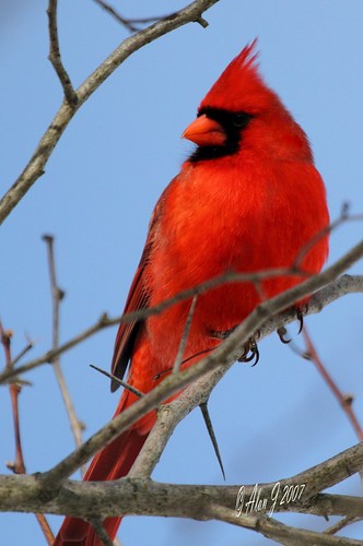 ny newyork birds canon cardinal 7d upstatenewyork capitaldistrict albanycountyny mygearandme mygearandmepremium 100x400mmusml