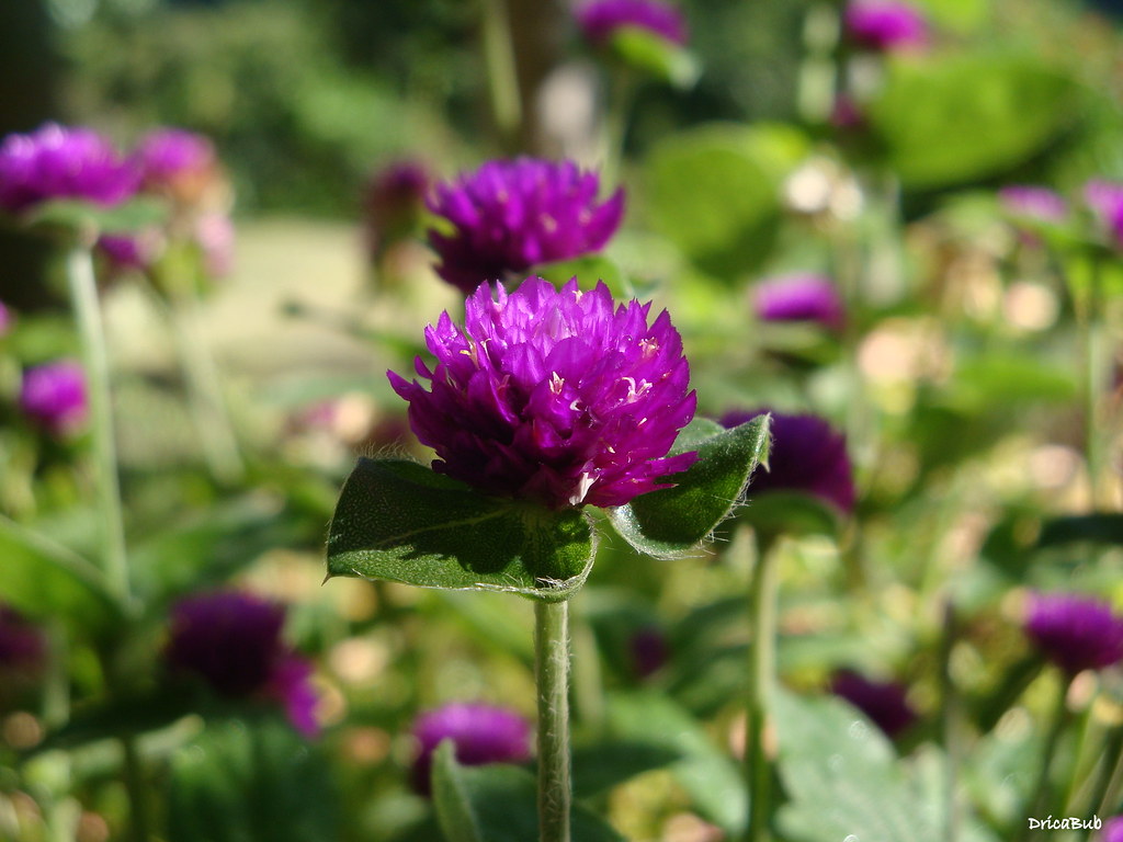 Quinta Flor : Perpétua!! | Que Todos tenham uma excelente 5ª… | Flickr