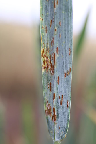 Ug99 stem rust on wheat leaf | Wheat leaf showing symptoms o… | Flickr
