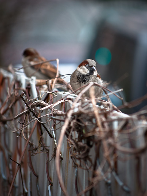 Birdies on the Fence