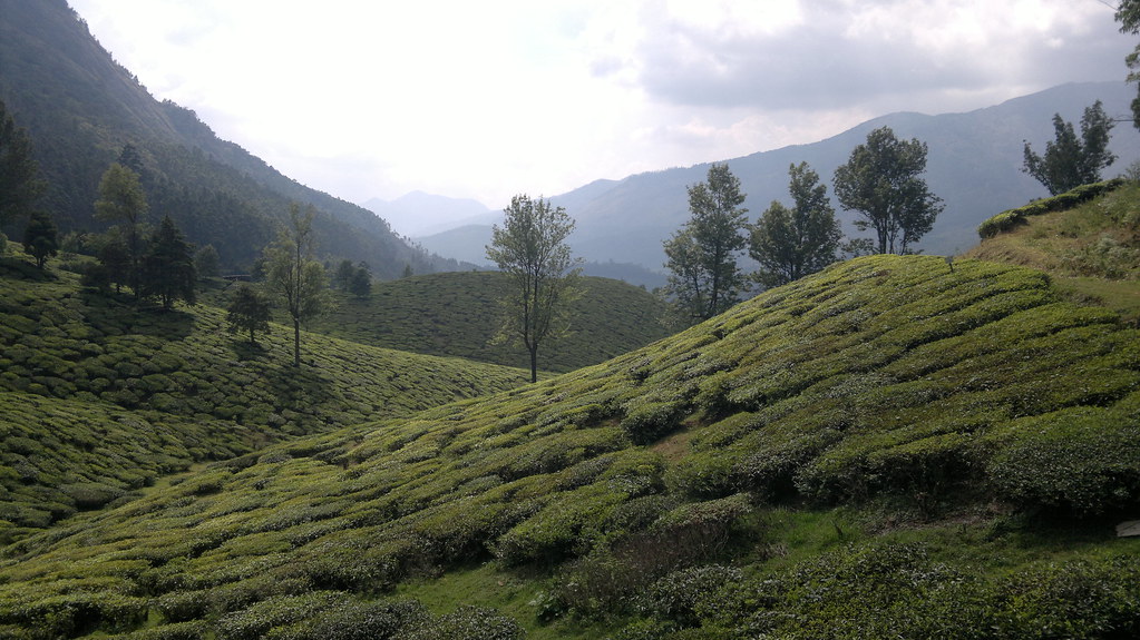 Предгорья гималаев. Долина Кулу Гималаи. Предгорье Гималаев. Долина Куллу Индия. Гималаи растительность.