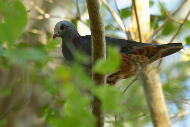 Gray-headed Quail-dove (Geotrygon caniceps)
