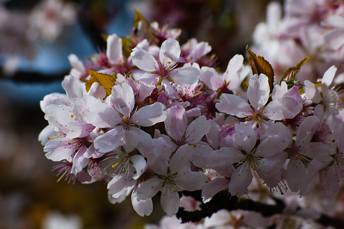 Japanese cherry flowering